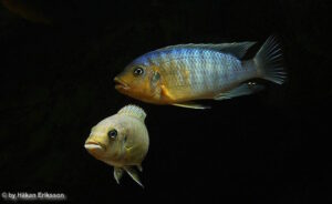 Petrotilapia sp. 'yellow chin'