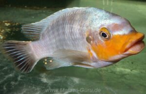 'yellow chin' Mbenji Island Petrotilapia sp. 'yellow chin' Mbenji Island