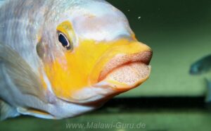 Petrotilapia sp. 'yellow chin' Mbenji Island