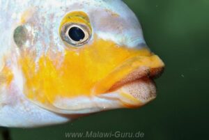Petrotilapia sp. 'yellow chin' Mbenji Island