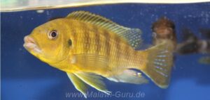 Petrotilapia xanthos 'Gallireya Reef'