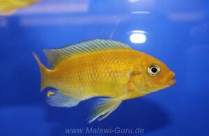 Petrotilapia xanthos 'Gallireya Reef'