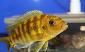Petrotilapia xanthos 'Gallireya Reef'