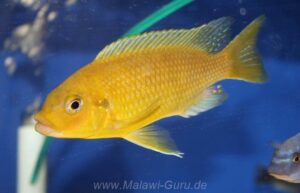 Petrotilapia xanthos 'Gallireya Reef'