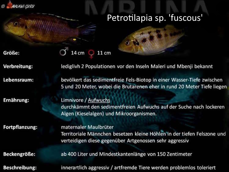 Petrotilapia sp. 'fuscous''fuscous' Artentafel Petrotilapia sp. 'fuscous'