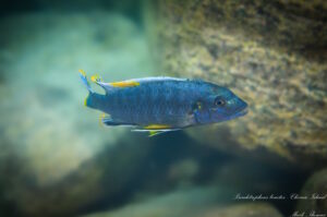 'Chirwa Island' Pseudotropheus benetos 'Chirwa Island'