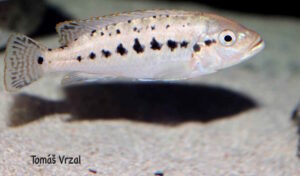 Pseudotropheus benetos 'Makonde' Galerie Pseudotropheus benetos Arten