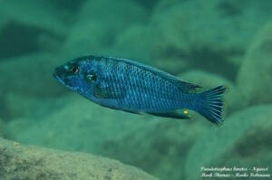 Pseudotropheus benetos 'Ngwasi' Galerie Pseudotropheus benetos 'Ngwasi'