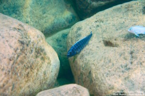 Pseudotropheus benetos