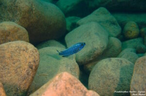 'Ngwasi' Pseudotropheus benetos
