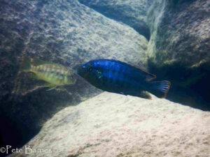 Pseudotropheus brevis 'Chinyamwezi Island'