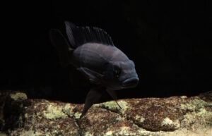 Pseudotropheus crabro 'Nakantenga Island'