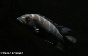 Pseudotropheus crabro