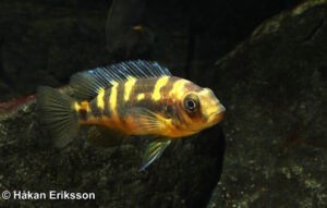 Pseudotropheus crabro 'Nakantenga Island'