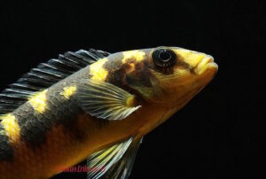 Pseudotropheus crabro 'Nakantenga Island'