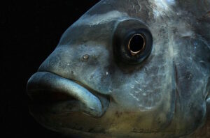 Pseudotropheus crabro 'Nakantenga Island'