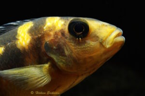 Pseudotropheus crabro 'Nakantenga Island'