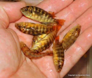 Pseudotropheus crabro 'Nakantenga Island'