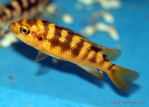 Pseudotropheus crabro 'Nakantenga Island'