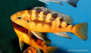 Pseudotropheus crabro 'Nakantenga Island'