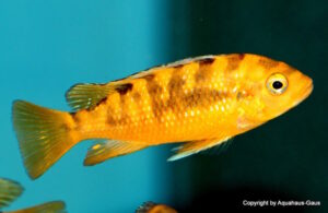 Pseudotropheus crabro 'Nakantenga Island'