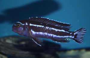 Pseudotropheus cyaneorhabdos 'Maingano Island'