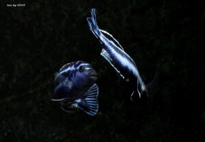 Pseudotropheus cyaneorhabdos 'Maingano Island'