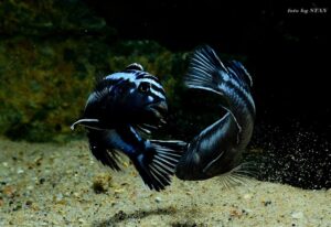 Pseudotropheus cyaneorhabdos