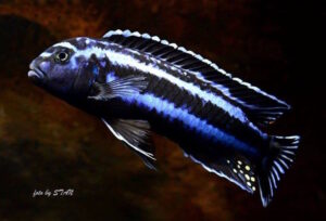 Pseudotropheus cyaneorhabdos