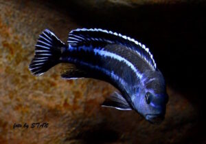 Pseudotropheus cyaneorhabdos 'Maingano Island'