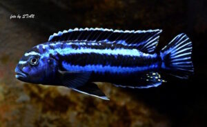 Pseudotropheus cyaneorhabdos 'Maingano Island'