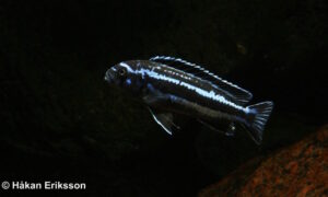 Pseudotropheus cyaneorhabdos 'Maingano Island'