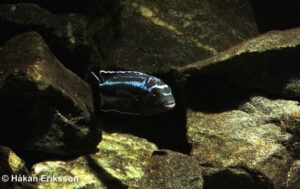 Pseudotropheus cyaneorhabdos 'Maingano Island'