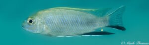 Pseudotropheus elegans