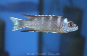 Pseudotropheus elegans 'Ngara' Galerie Pseudotropheus elegans Arten