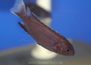 Pseudotropheus elegans Arten