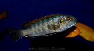 Pseudotropheus galanos 'Fuawe Island' Galerie Pseudotropheus galanos Arten