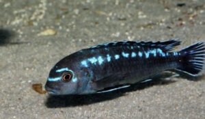 Pseudotropheus interruptus 'Chizumulu Island' Galerie Pseudotropheus interruptus Arten