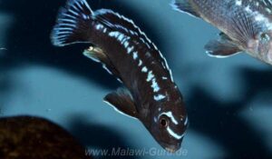 Pseudotropheus interruptus 'Chizumulu Island'