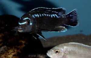 'Chizumulu Island' Pseudotropheus interruptus 'Chizumulu Island'