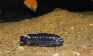 Pseudotropheus interruptus 'Chizumulu Island'