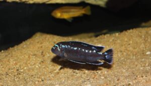 Pseudotropheus interruptus 'Chizumulu Island'