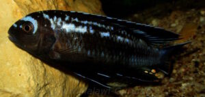 Pseudotropheus interruptus