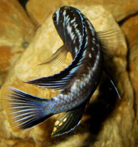 Pseudotropheus interruptus 'Machili Island'