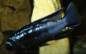 Pseudotropheus interruptus 'Machili Island'