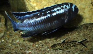 Pseudotropheus interruptus 'Machili Island'