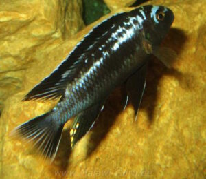 Pseudotropheus interruptus 'Machili Island'