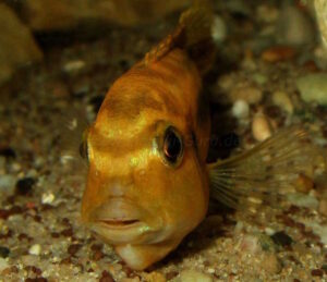 Pseudotropheus interruptus 'Machili Island'