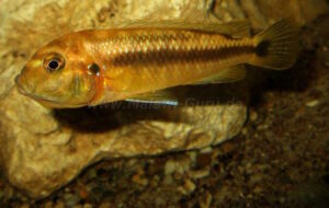 Pseudotropheus interruptus 'Machili Island'