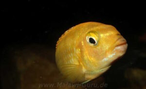 Pseudotropheus interruptus 'Machili Island'